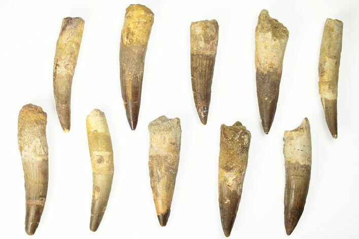 Clearance: 3" Fossil Spinosaurus Teeth - Repaired/Restored - Photo 1
